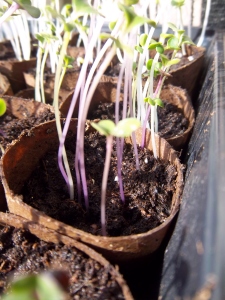 multiple seedlings