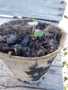 potted up seedling